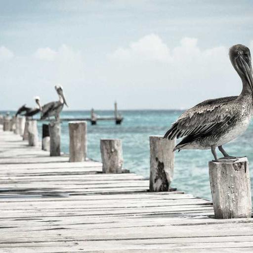 Tips Belajar Online agar Tetap Fokus dan Efisien